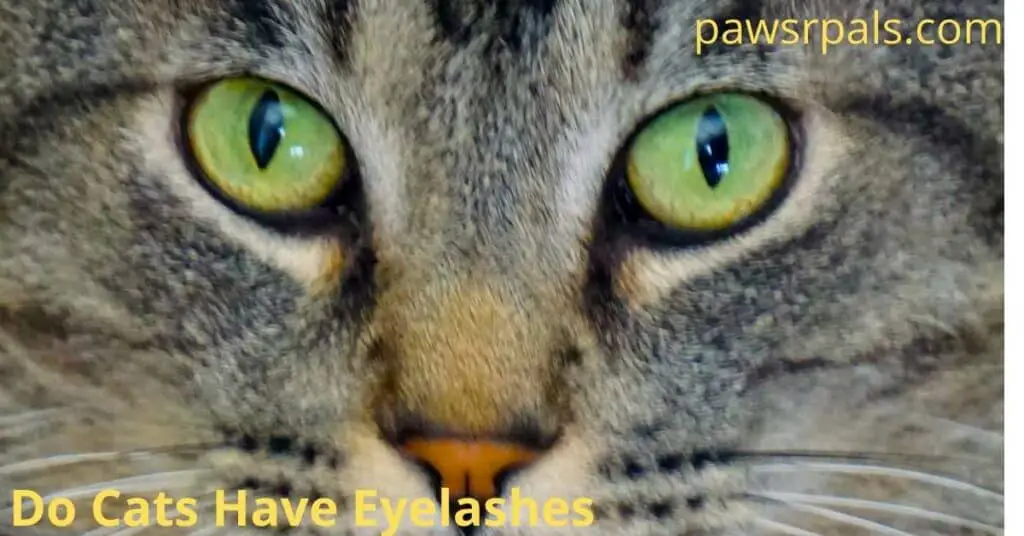 Do cats have eyelashes. Brown and black striped cat face, with green eyes.