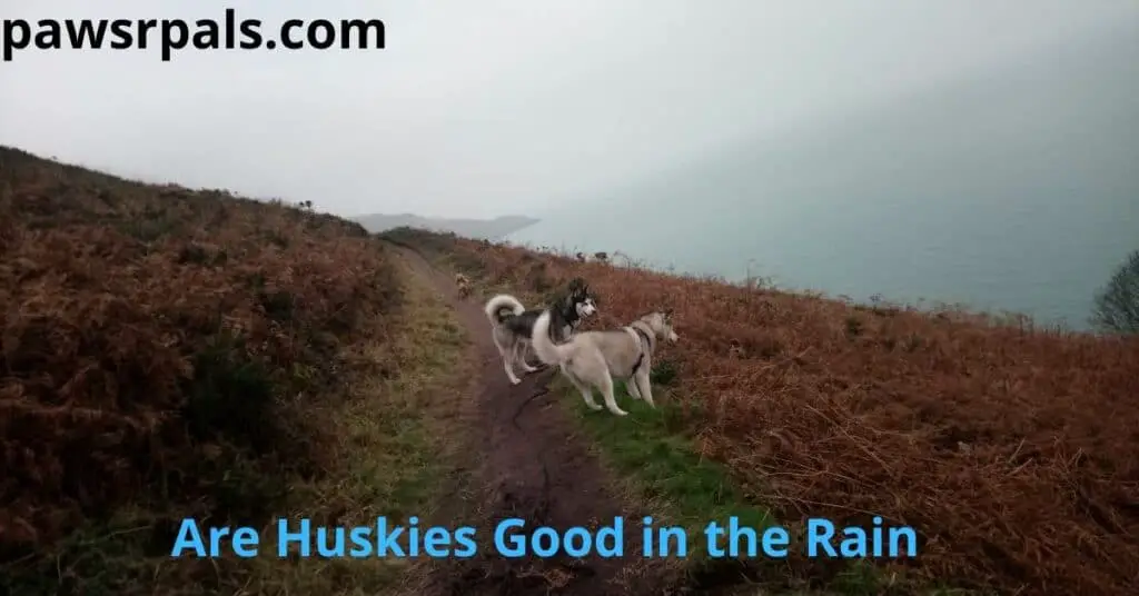 Are Huskies good In the rain. Luna, the grey and white Siberian Husky, and her brother Ralf, the black and white Siberian Husky, with little Meg, the small brown Spitz-type dog, on a cliff-path between the brush, on a coastal walk in Jersey in the rain. With a misty seascape in the background.