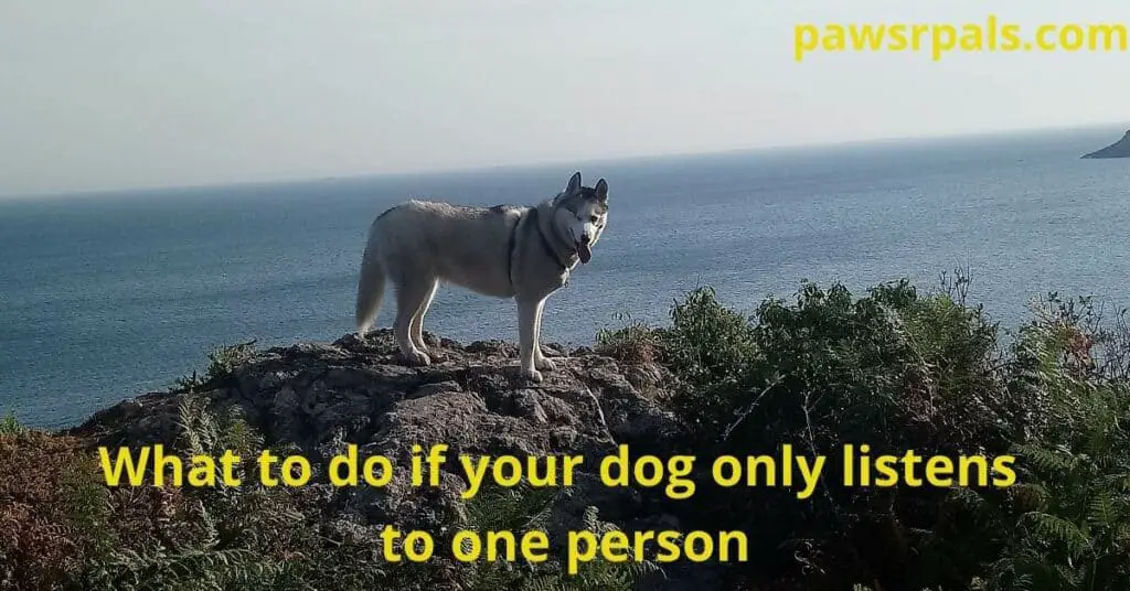 What To Do If Your Dog Only Listens To One Person. Luna, the grey and white Siberian Husky, with one eye, wearing a black harness, standing on a rocky outcrop with some bushes in front of her, and the sea in the background.