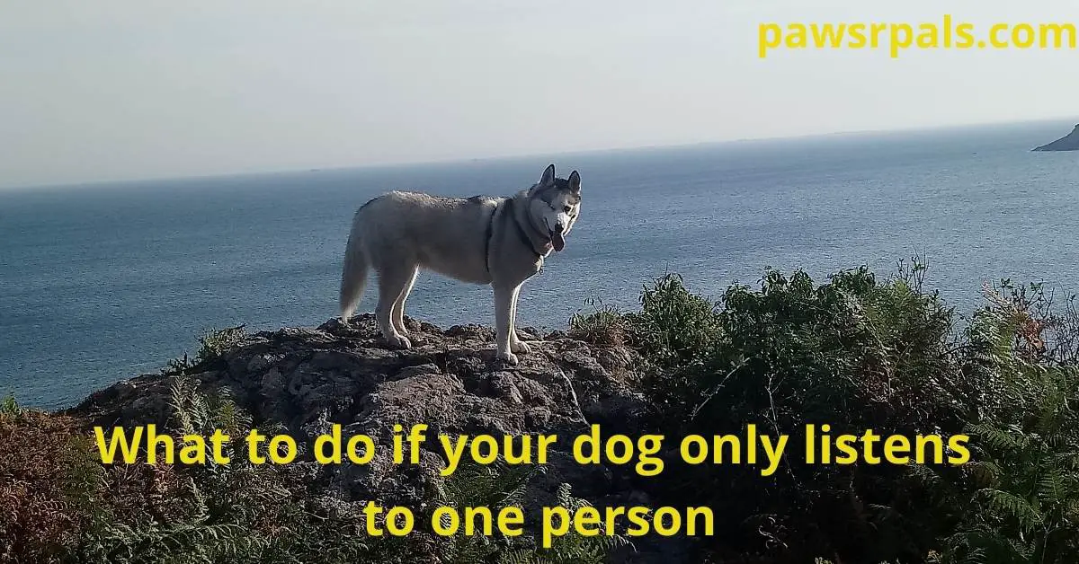 What To Do If A Dog Only Listens To One Person