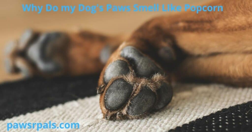 Why Do My Dogs Paws Smell Like Popcorn. Image of brown dog legs and paw pads on a black and white canvas rug.