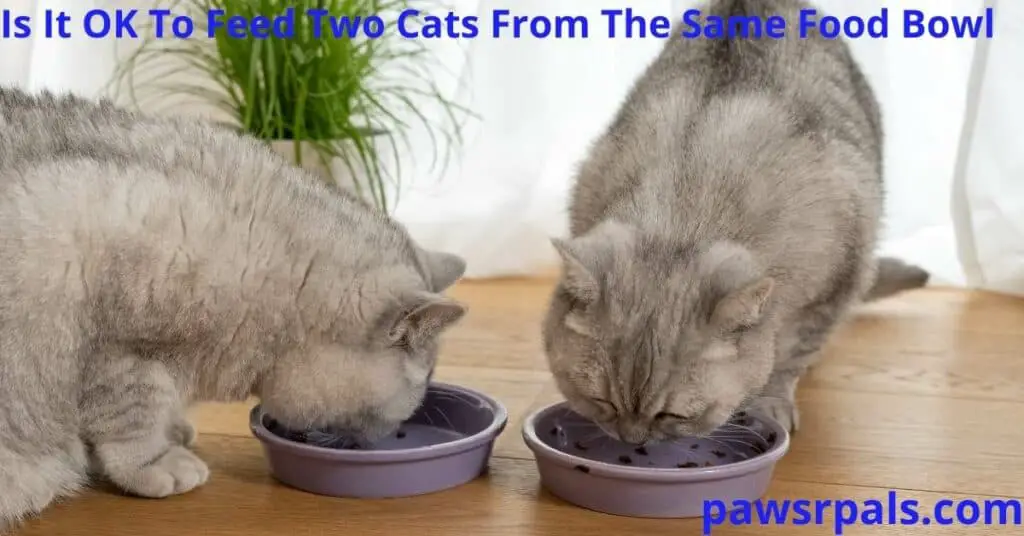 Is it ok for two cats to share a food bowl? Two grey cats eating from two purple food bowls next to each other, on a wooden floor with a green houseplant behind them, and white background.