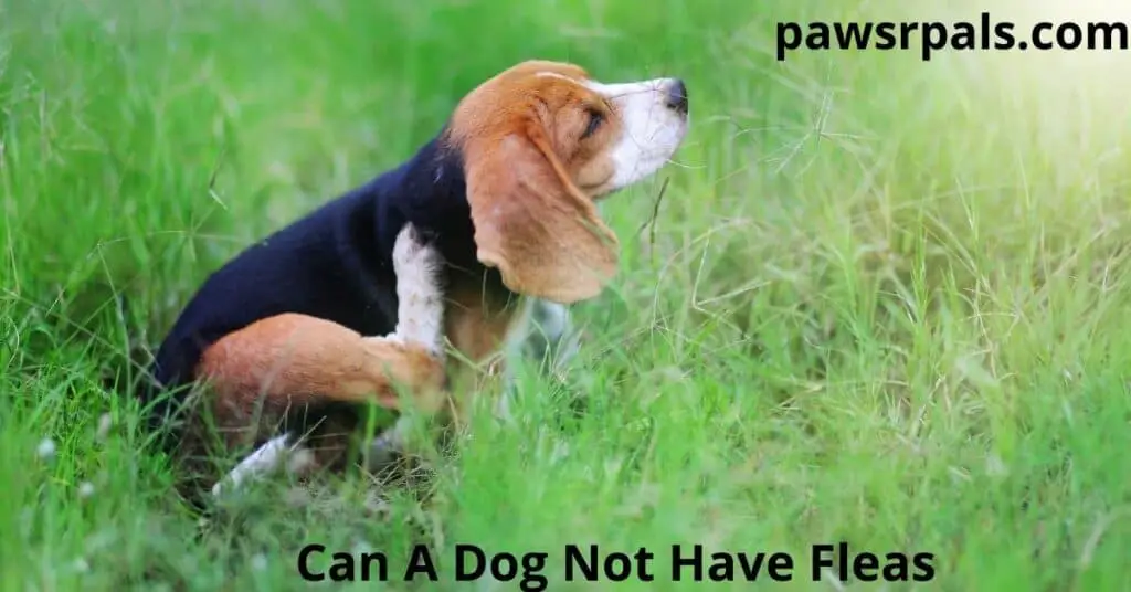 Can a dog not have fleas? The black, tan, and white Beagle dog is sitting in long grass scratching behind its ear with its back leg.