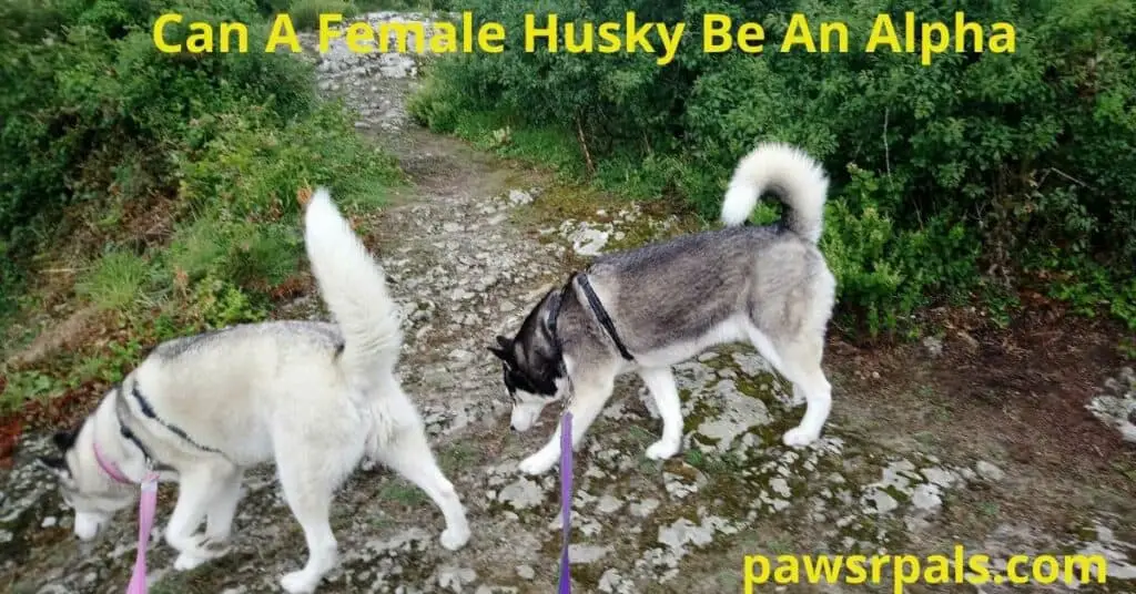 Can a female husky be an alpha? Luna, the grey and white Siberian Husky wearing a pink harness and lead, and her brother Ralf, the black and white Siberian Husky, wearing a black harness with a purple lead, on a rocky path sniffing the ground, with green bushes in the background.