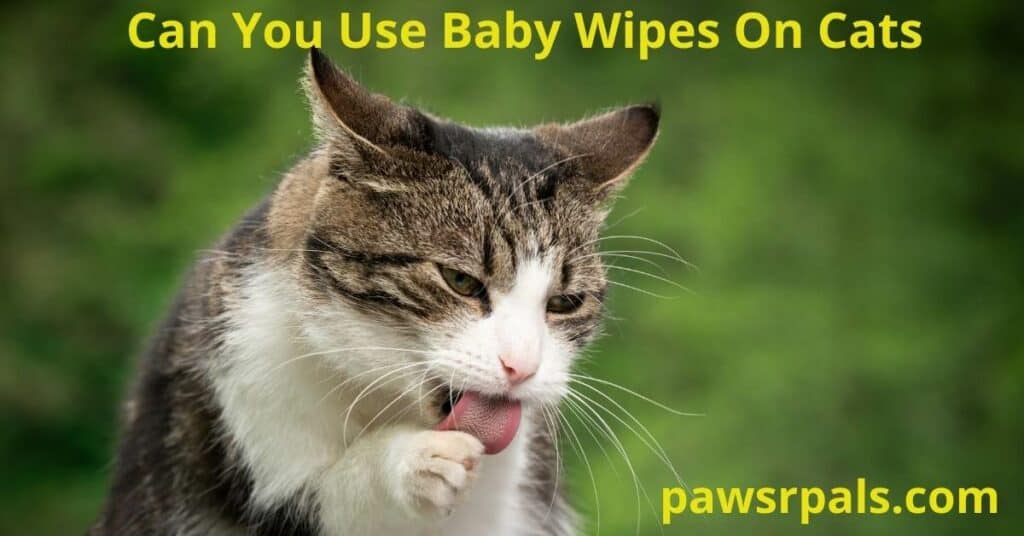 Can you use baby wipes on cats? Cat is licking their paw