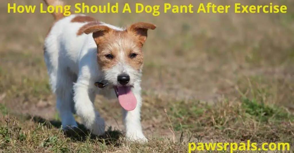 How Long Should A Dog Pant After Exercise. Small White and brown terrier dog, walking on grass with an open mouth and its tongue out.