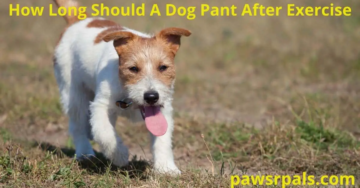 How Long Should A Dog Pant After Exercise