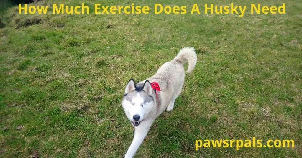 How much exercise does a husky need? Luna the grey and white blind Siberian Husky, wearing a black and red harness, walking on grass, looking up at the camera, relaxed body, open mouth looking happy.