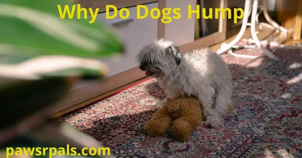 Why do dogs hump? White shaggy haired terrier dog, humping a brown teddy bear, on a red patterned rug, with drawers and green houseplant at the edge of the photo.