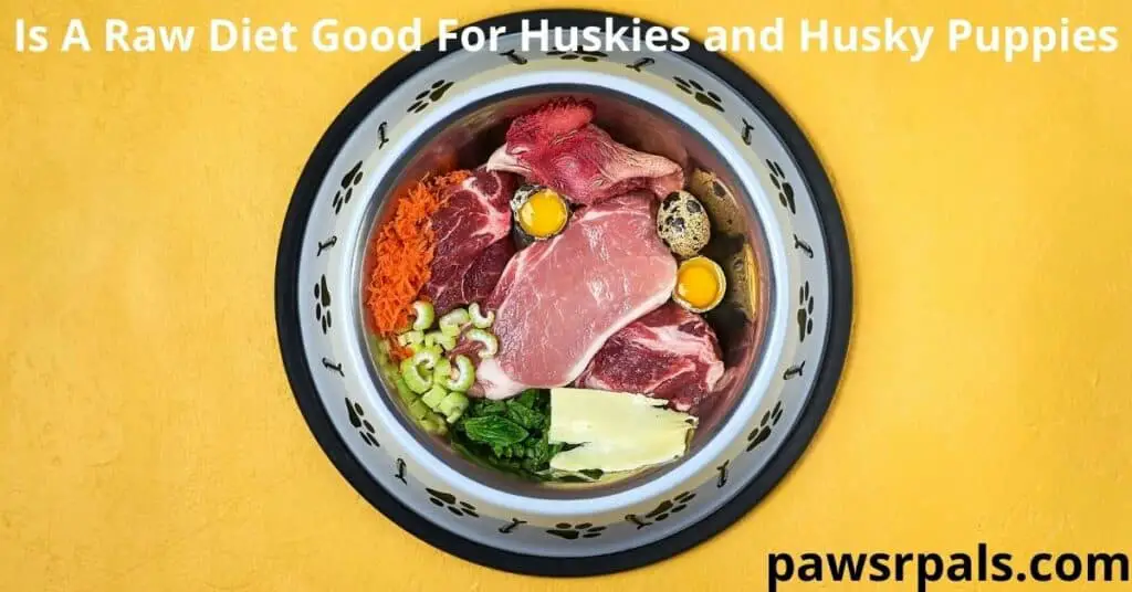 Is A Raw Diet Good for Huskies and Husky Puppies. A round silver and black pet food bowl, with alternate images of fish bones and paws around the outside of the bowl on a yellow background. Raw red meat, eggs, cheese and green veg and shredded carrot inside the bowl.