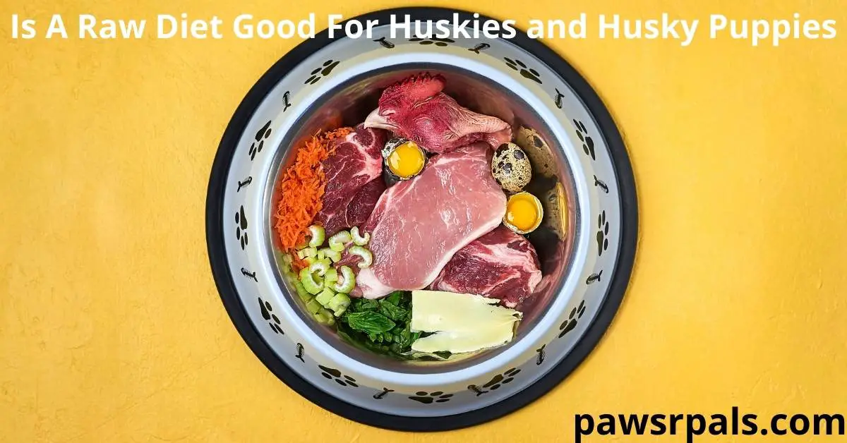 Is a Raw Diet Good for Huskies and Husky Puppies