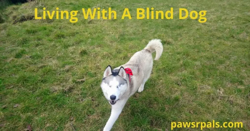 Living With A Blind Dog. Luna, the grey and white blind Siberian Husky, wearing a red and black harness, walking on the grass looking up at the camera, relaxed body, open mouth, looking happy.