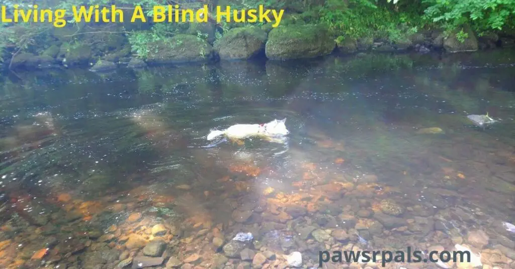 Living With A Blind Husky. Luna, the grey and white blind Siberian Husky, wearing a black and red harness, swimming in the River Gryffe, with rocks and trees in the background and rocks on the riverbed.