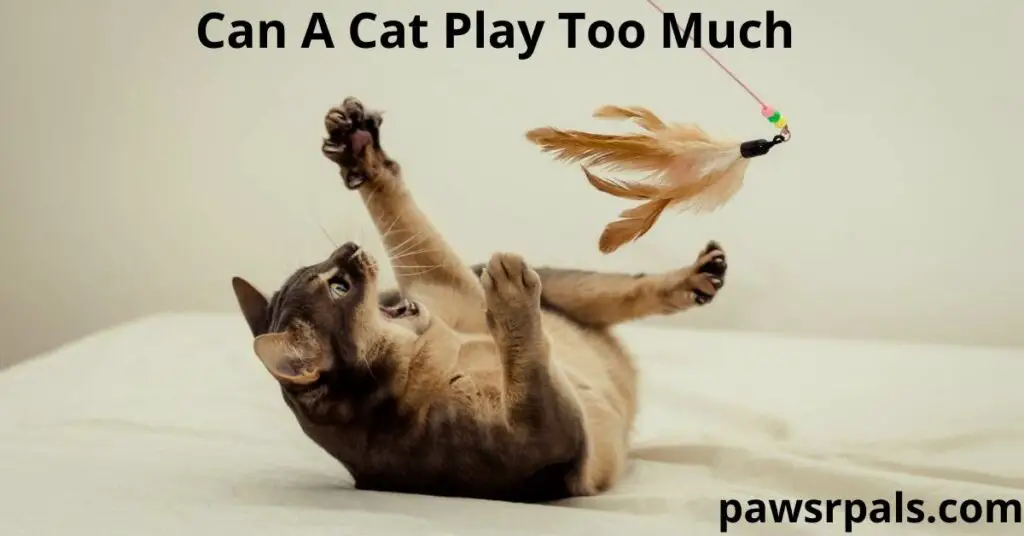 Can A Cat Play Too Much. Brown tabby cat, lying on its back, on a white sheet and white background, open mouth and front paws trying to catch cream and white feather toy attached to a string with cream, green and pink beads on it.