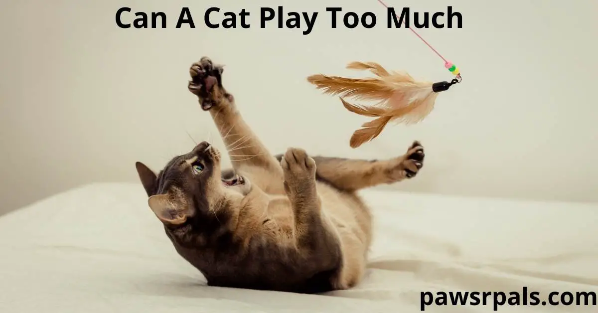 Can A Cat Play Too Much