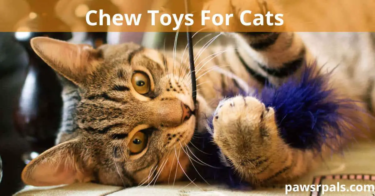 Chew Toys For Cats. Orange and black stipped tabby cat with orange eyes lying on its side head facing the camera. holding a purple feather in its front paws with black string coming out of its mouth