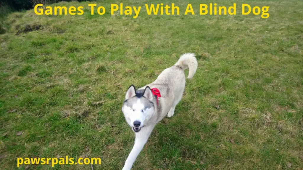 Games to play with a blind dog, our blind husky Luna walking and looking at me.