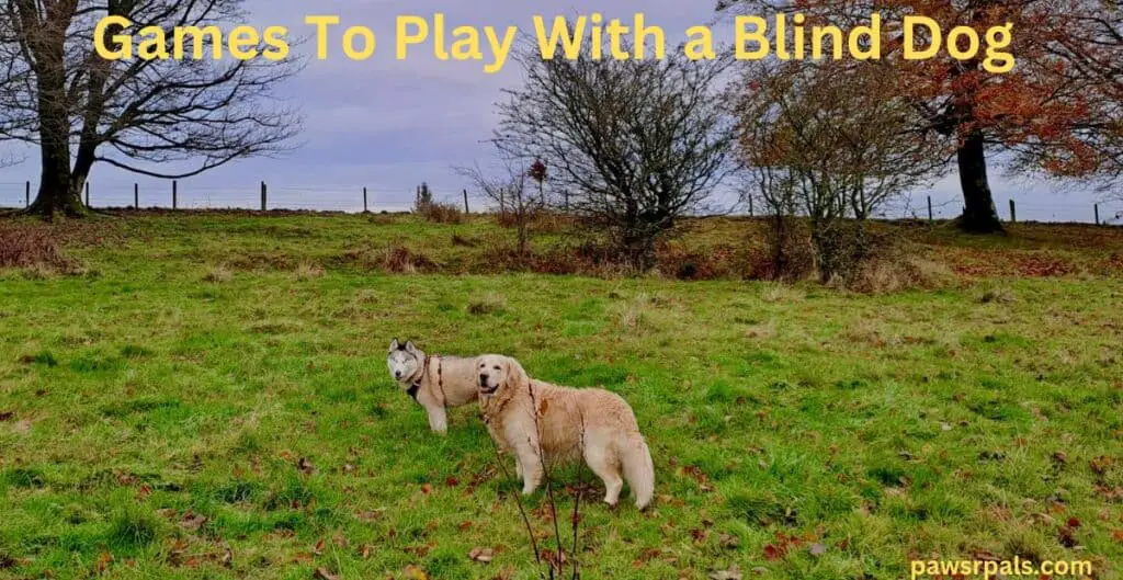 Games to play with a blind dog. Luna the grey and white siberian husky wearing a black and red harness, standing body facing left, head looking at he camera. Ludo the yellow golden retriever, standing beside Luna, body facing the left and head facing the camera, on grass with orange leaves on the ground, trees and grey sky in the background.