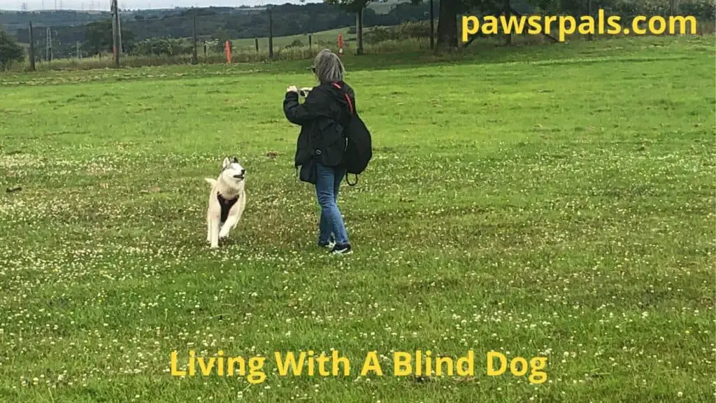 Living With A Blind Dog. Luna, the grey and white blind Siberian Husky, wearing a black and red harness, runs towards Daniella, on the grass in a park, with a fence bushes, and trees in the background.