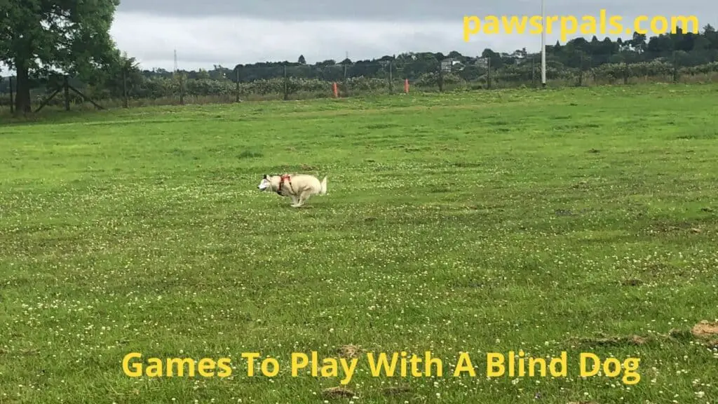 Games To Play With A Blind Dog. Luna, the grey and white blind Siberian Husky, wearing a red and black harness, running on grass, in an open field, with a fence, bushes and trees in the background.