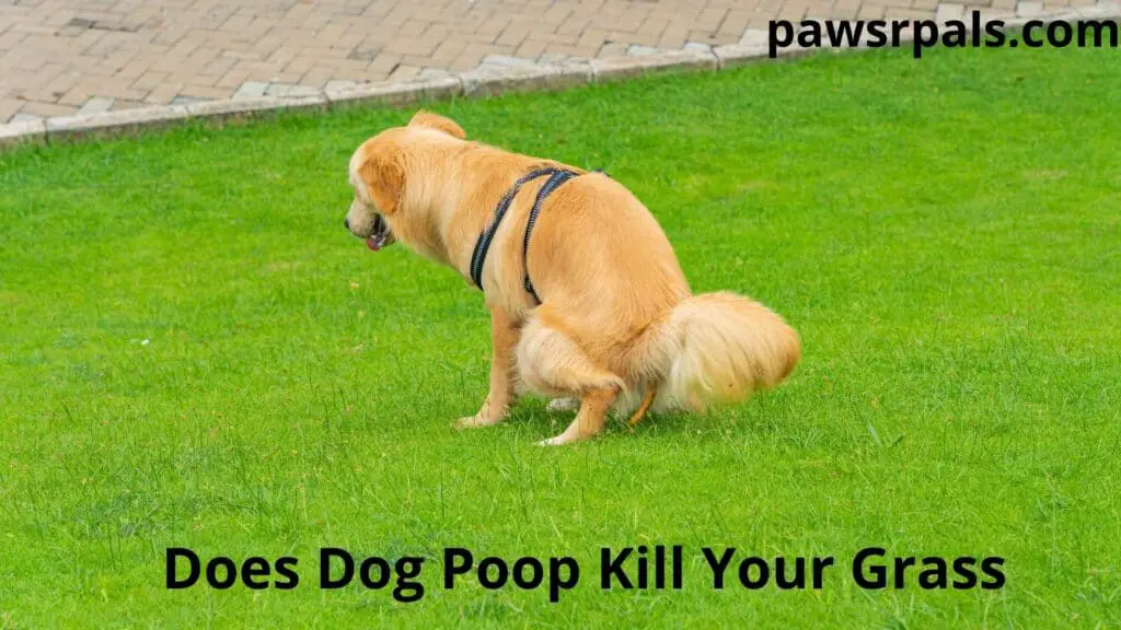 Does Dog Poop Kill Your Grass, dog going to the toliet on the grass