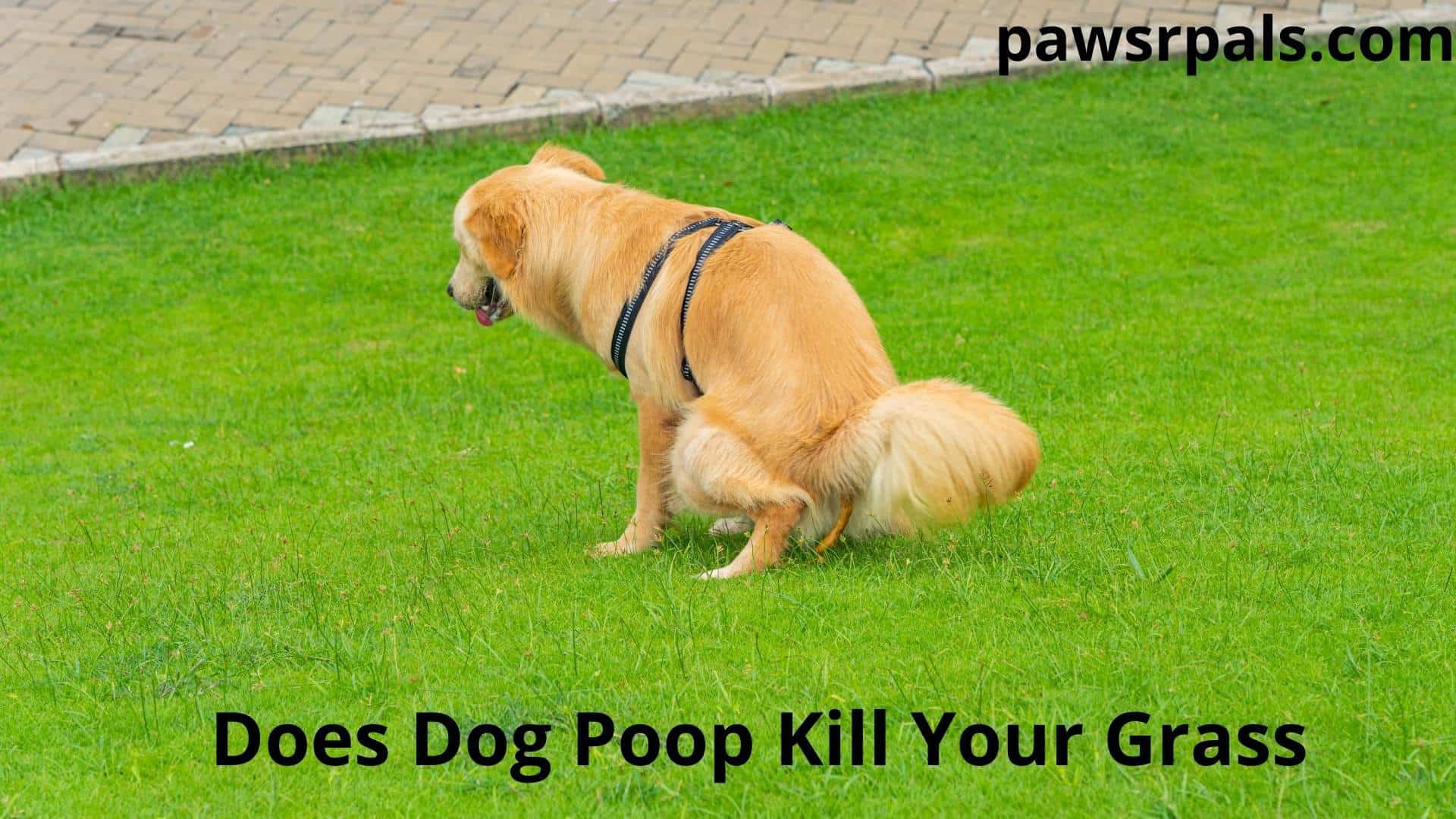 Does Dog Poop Kill Your Grass