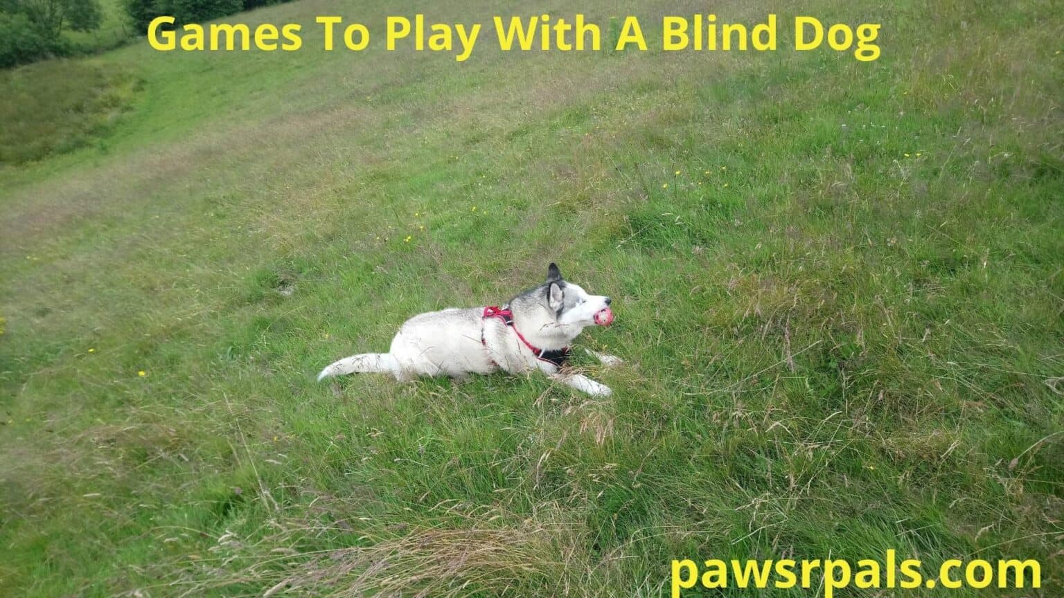 Games To Play With A Blind Dog Paws R Pals