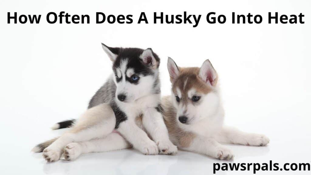 How Often Does A Husky Go Into Heat. A black and white Husky pup is lying across a red and white Husky pup on a white floor with a white background.
