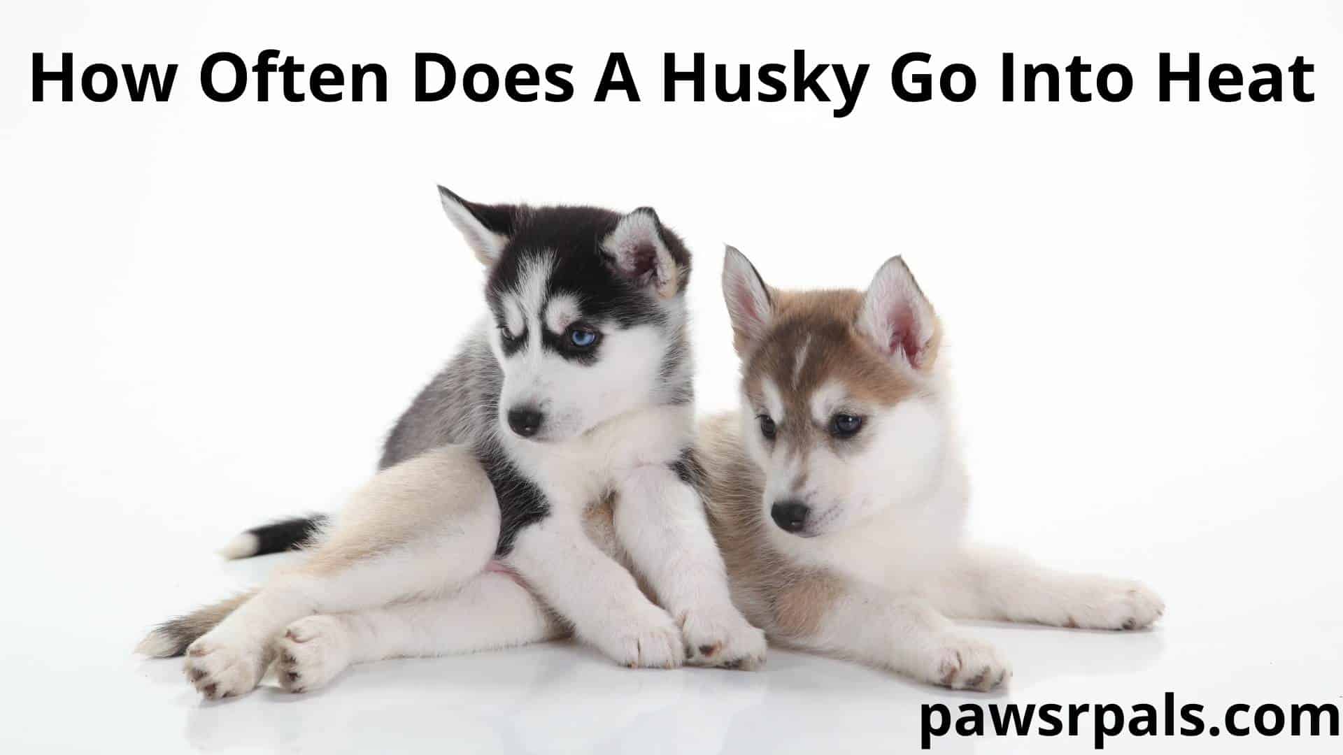 How Often Does A Husky Go Into Heat - Paws R Pals