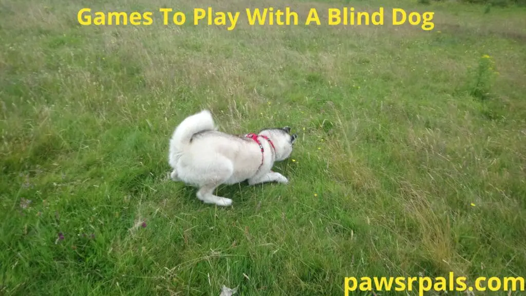 Games To Play With A Blind Dog. Luna, the grey and white blind Siberian Husky, wearing a red and black harness, pouncing on a ball in a field.