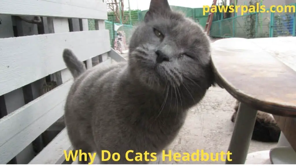 Why Do Cats Headbutt, cat head butting a table