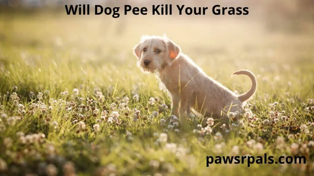 Will Dog Pee Kill Your Grass. A yellow terrier dog, squatting to pee in clover covered grass.
