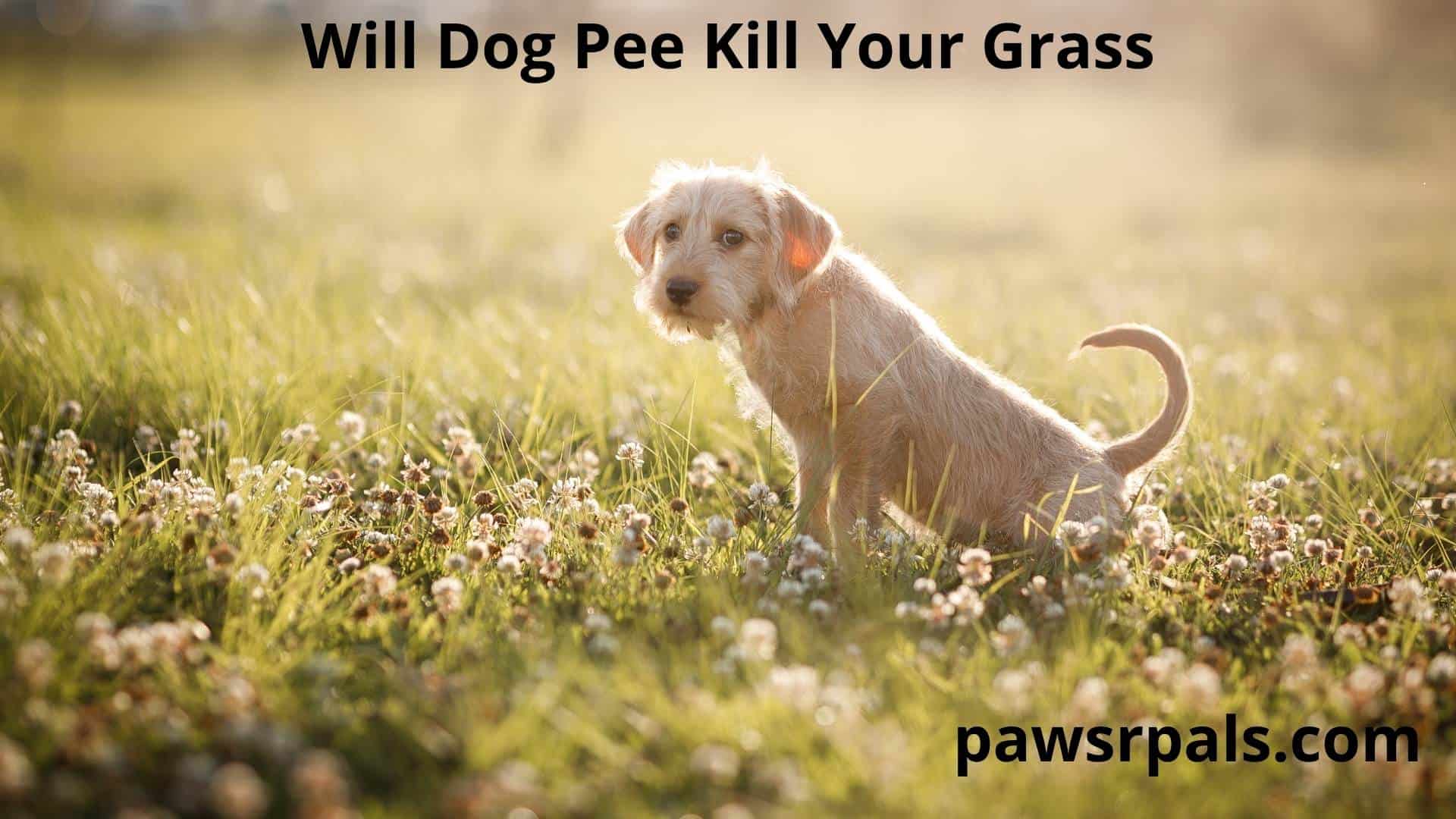 Will Dog Pee Kill Your Grass, dog going to the toilet