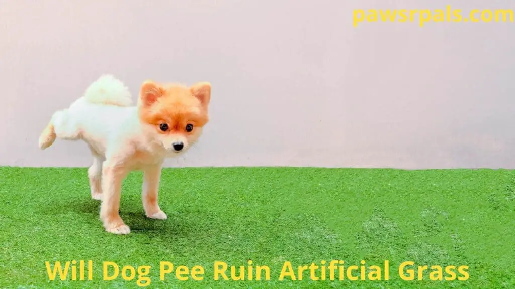 Will Dog Pee Ruin Artificial Grass