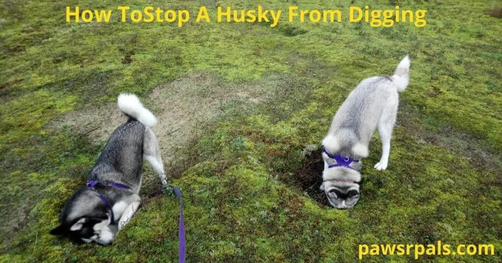 How To Stop A Husky From Digging Up Your Garden. Luna, the grey and white Siberian Husky, and her brother Ralf, the black and white Siberian Husky, Digging beside each other on the sand dunes mossy area.