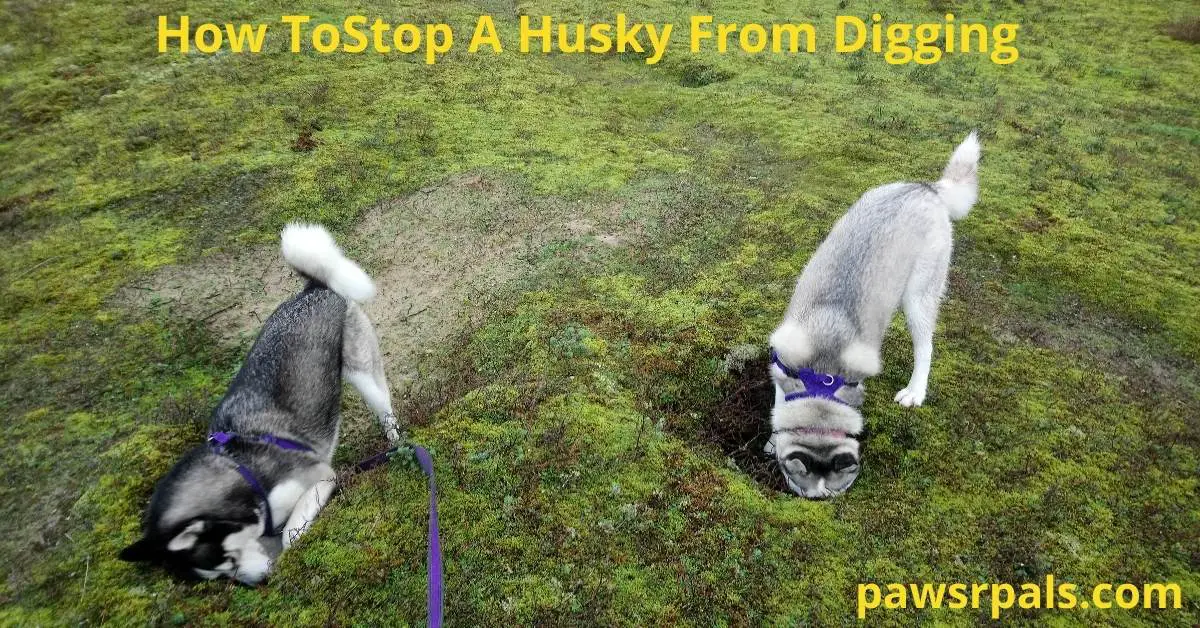 How To Stop A Husky From Digging Up Your Garden