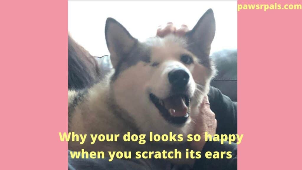 Why your dog looks so happy when you scratch its ears Luna