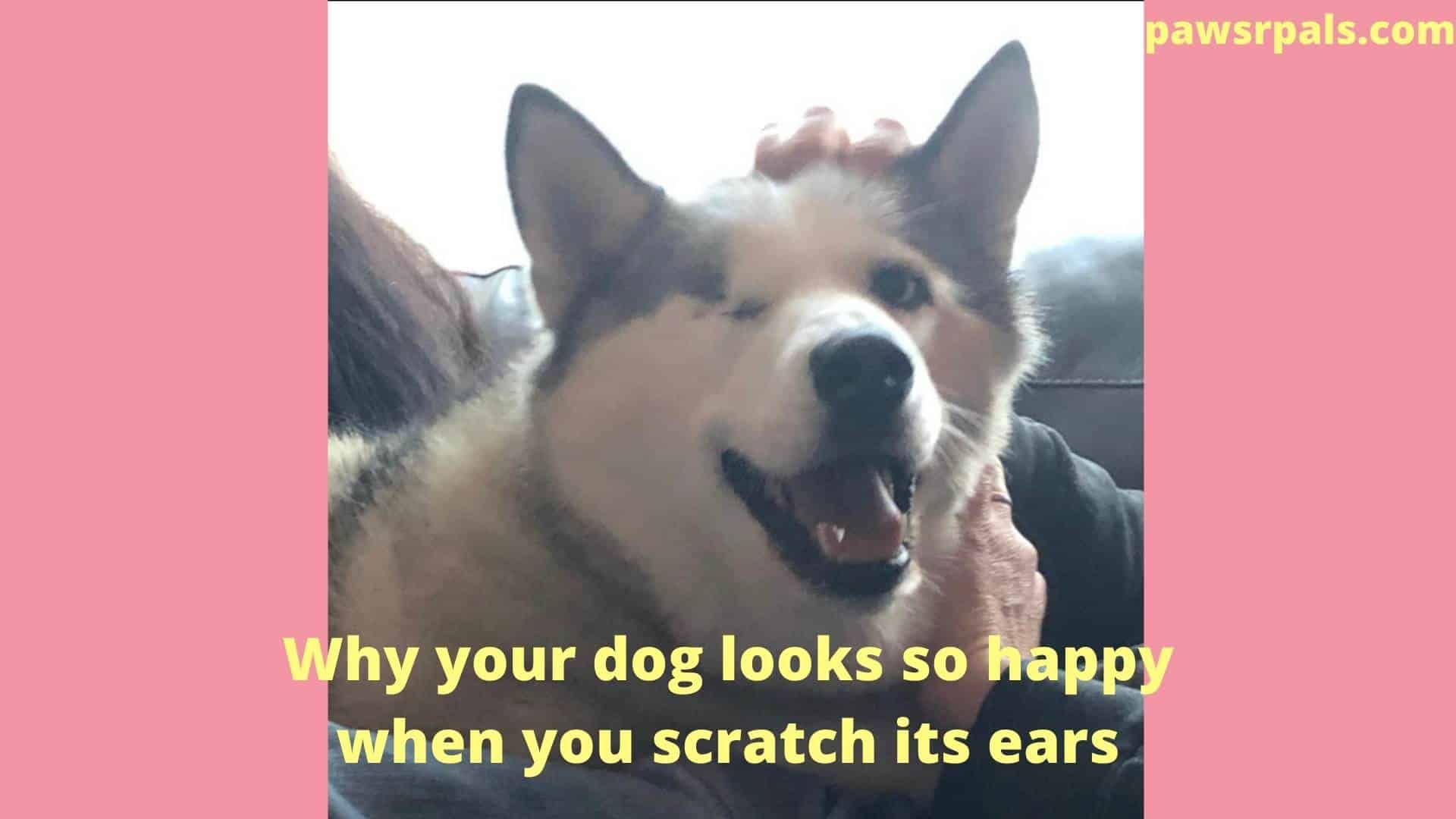 Why your dog looks so happy when you scratch its ears