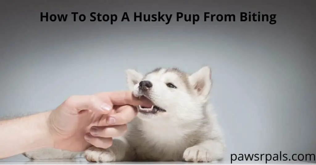 How to stop a husky pup from biting. A Grey and white Husky pup lying on a white floor with a person's index finger in their mouth.