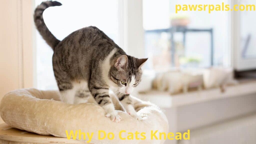 Why Do Cats Knead