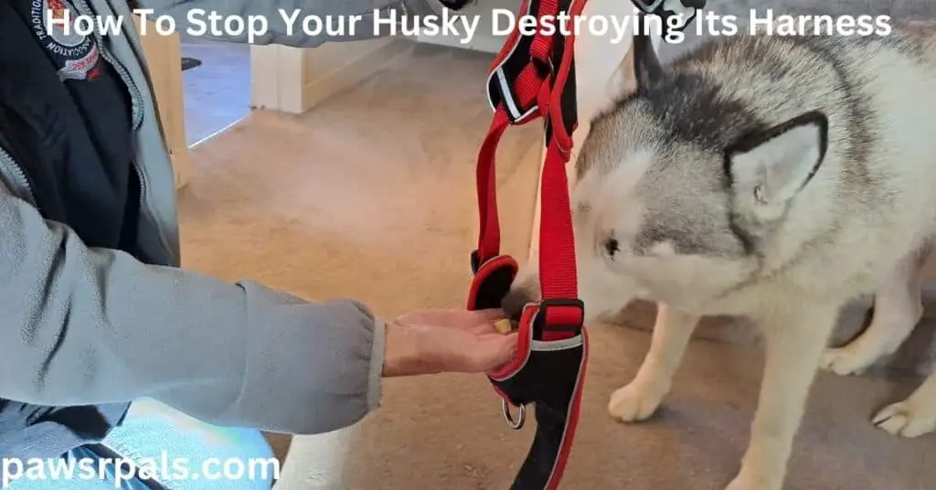 How To Stop Your Husky Destroying Its Harness. Step 2, Luna the grey and white Siberian Husky, put her head in the opening of the harness, smelling the treat being held on an open hand, at the other end of the opening of the harness.