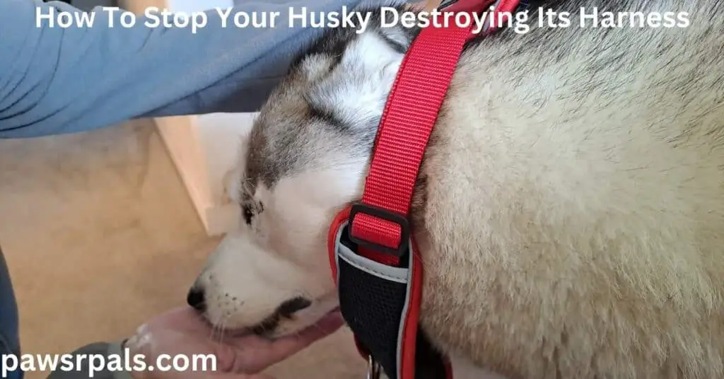 How To Stop Your Husky Destroying Its Harness. Step 3, Luna the grey and white Siberian Husky, put her head through the opening of the harness, eating the treat being held on an open hand at the other end of the opening of the harness.