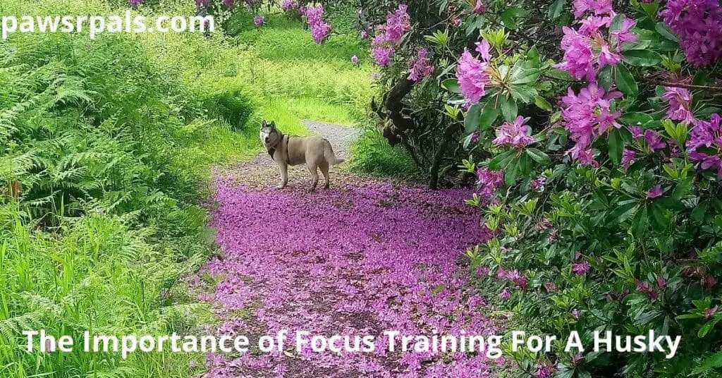The Importance of Focus Training a Husky