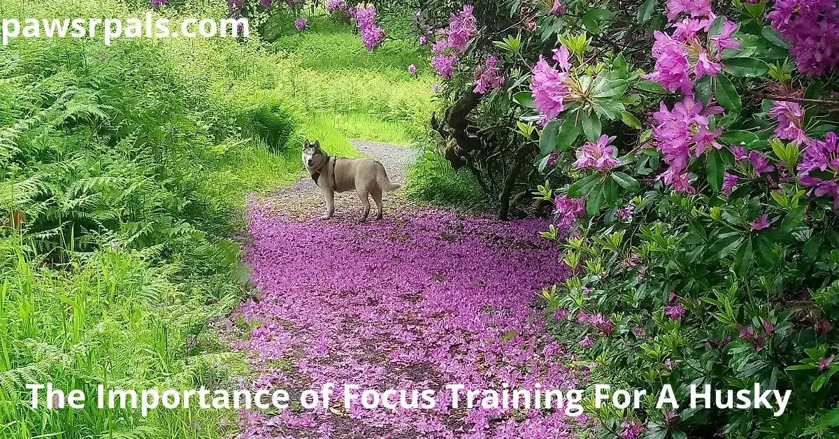 The Importance of Focus Training For a Husky