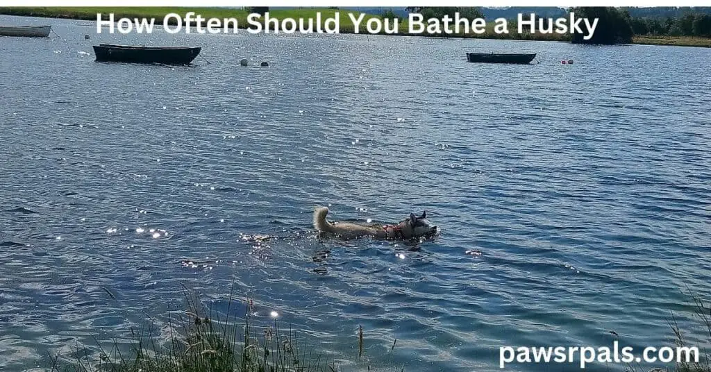 How Often Should You Bathe a Husky. Luna, the grey and white blind Siberian Husky swimming in the Loch with boats and fields in the background.
