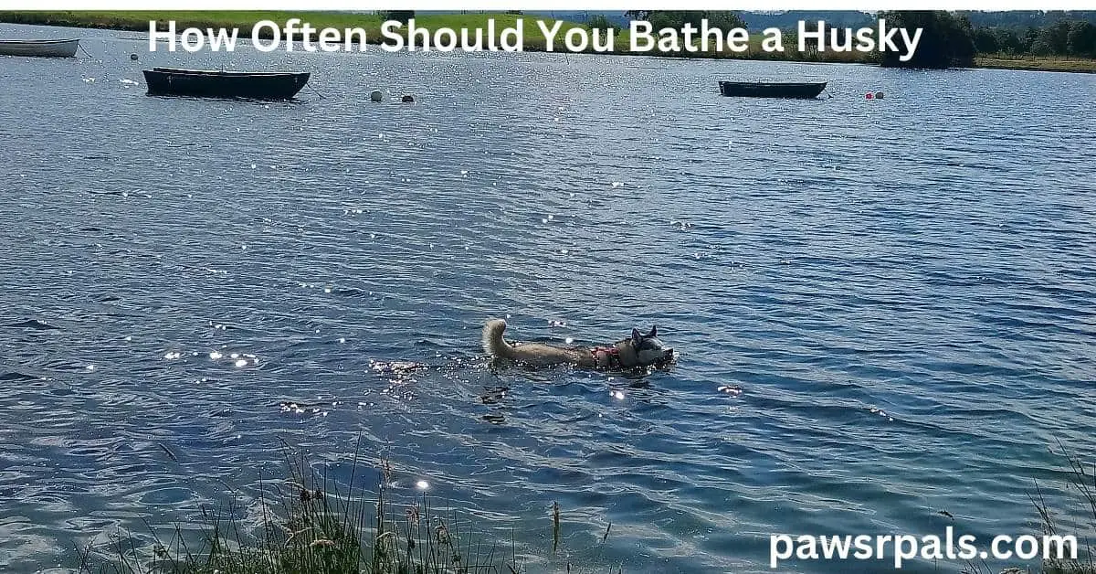 How Often Should You Bathe a Husky