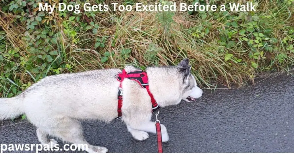 My Dog Gets Too Excited Before a Walk. Luna the grey and white Siberian Husky, wearing a red and black harness and lead, walking along a path next to a grassy verge.