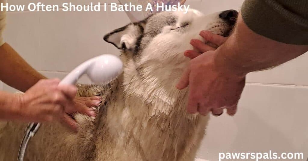 How Often Should You Bathe a Husky. Luna, the grey and white blind Siberian Husky getting a shower in a white tile bath.