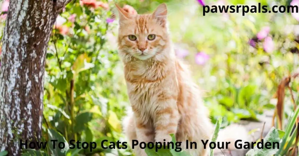 How To Stop Cats Pooping In Your Garden. Orange and white tabby cat in a garden with a tree and plants around it.