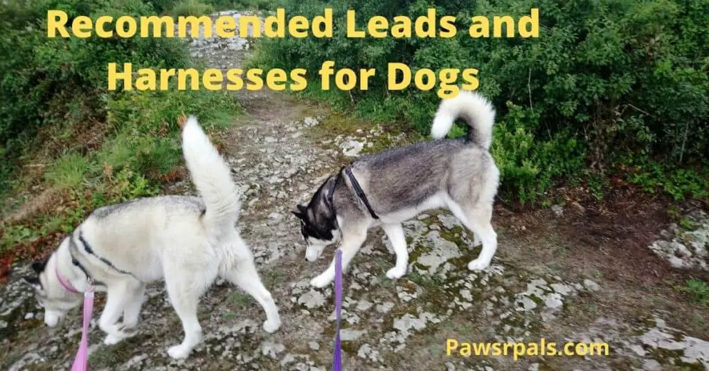 recommended leads and harnesses for dogs